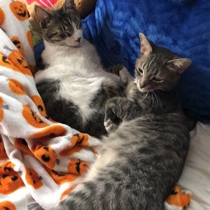 Meet your Posher, Genelee